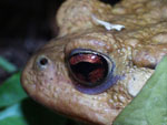 AMPHIBIENS